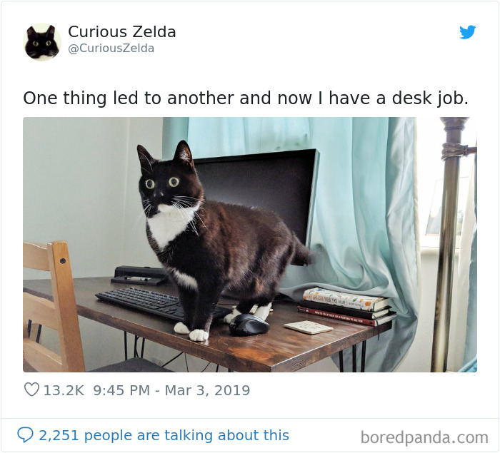 Funny-Cat-Tweets-Curious-Zelda