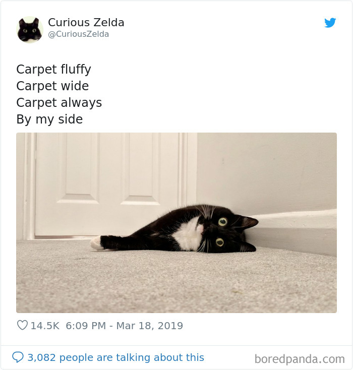 Funny-Cat-Tweets-Curious-Zelda