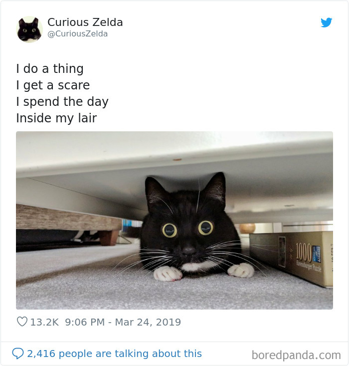 Funny-Cat-Tweets-Curious-Zelda