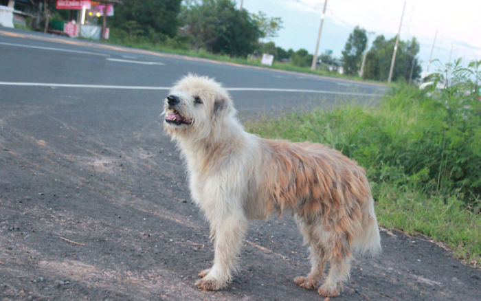 Dog Waits 4 Years In The Same Spot Until He Finally Gets Reunited With Owners Who Lost Him Dog Waits 4 Years In The Same Spot Until He Finally Gets Reunited With Owners Who Lost Him