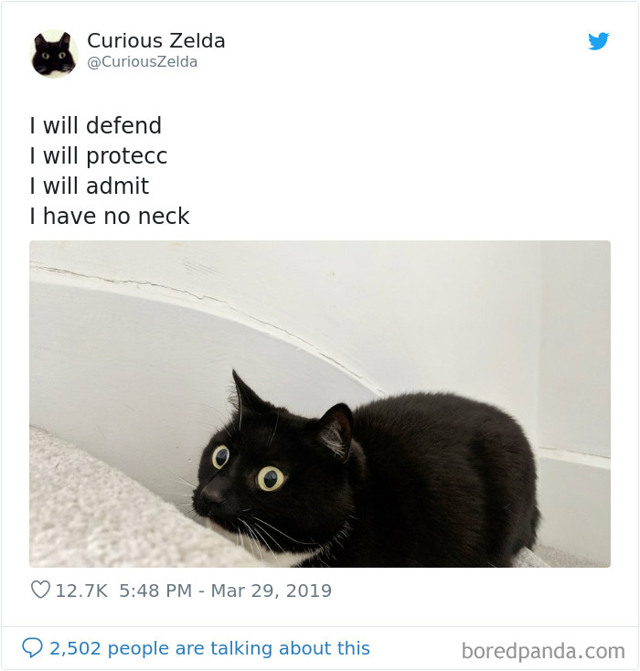 Funny-Cat-Tweets-Curious-Zelda