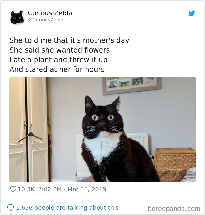 Funny-Cat-Tweets-Curious-Zelda
