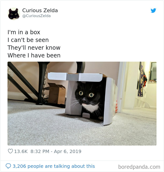 Funny-Cat-Tweets-Curious-Zelda