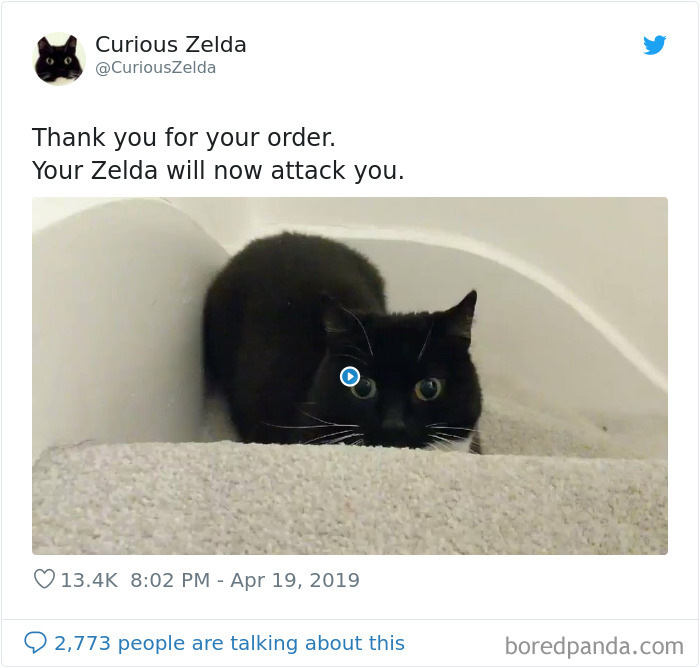 Funny-Cat-Tweets-Curious-Zelda