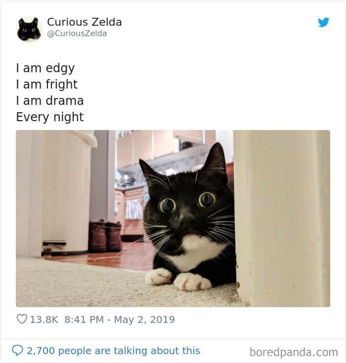 Funny-Cat-Tweets-Curious-Zelda
