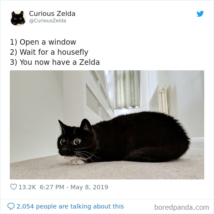 Funny-Cat-Tweets-Curious-Zelda