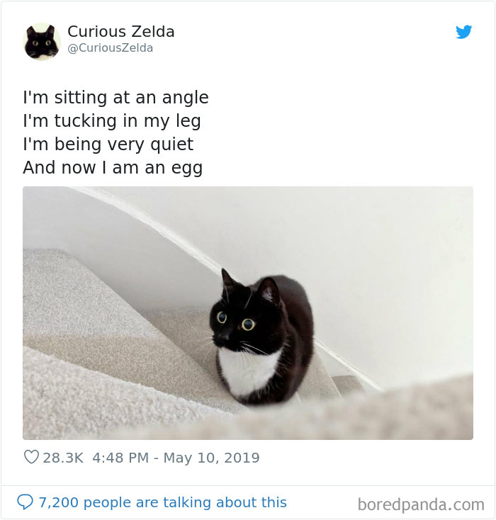 Funny-Cat-Tweets-Curious-Zelda
