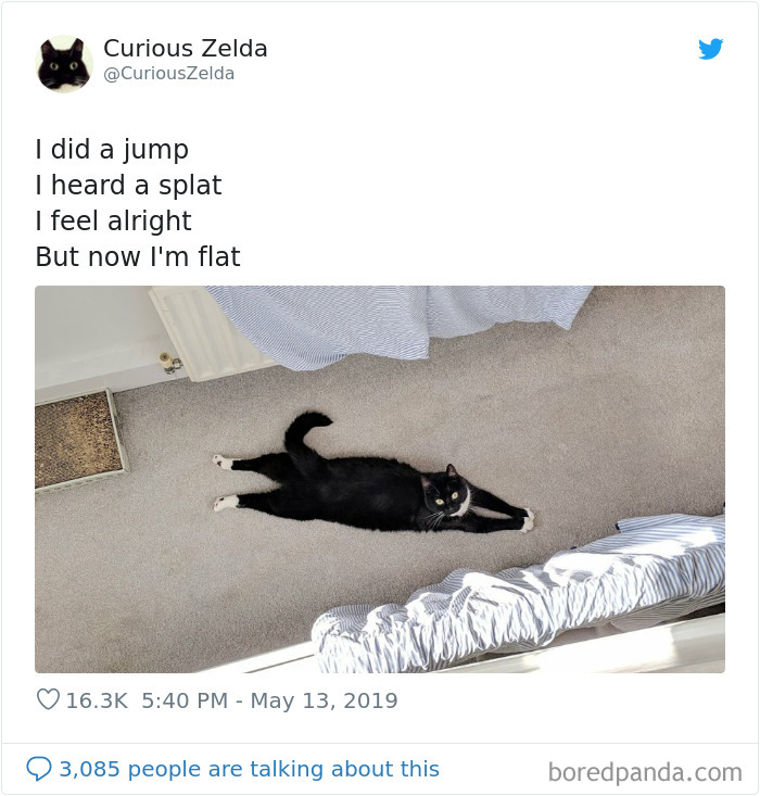 Funny-Cat-Tweets-Curious-Zelda