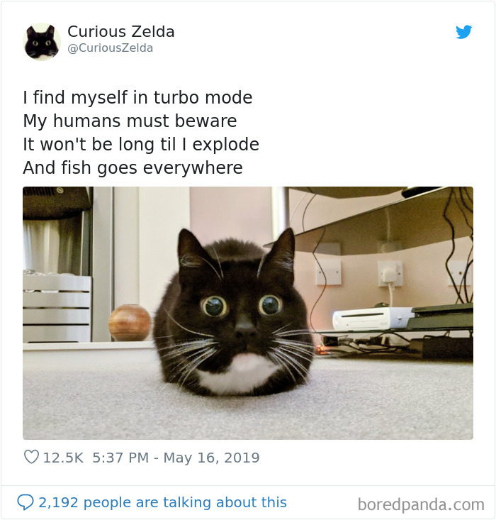 Funny-Cat-Tweets-Curious-Zelda