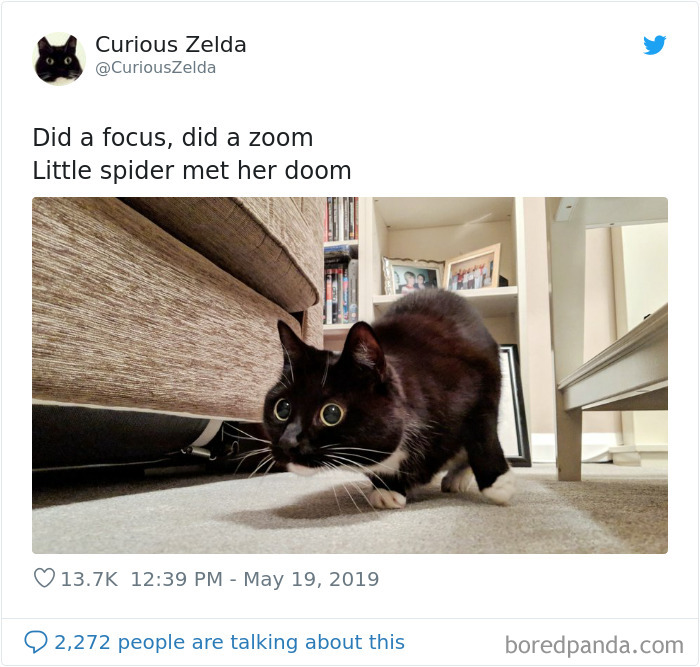 Funny-Cat-Tweets-Curious-Zelda