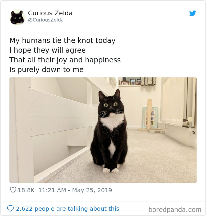 Funny-Cat-Tweets-Curious-Zelda