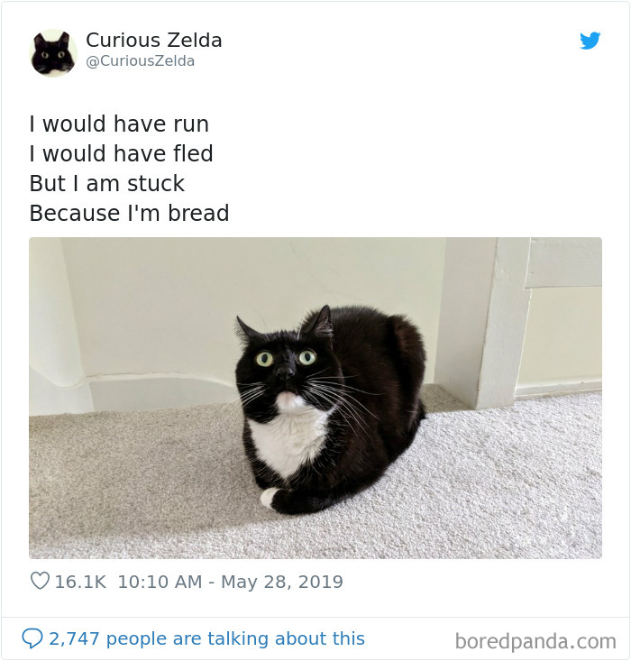 Funny-Cat-Tweets-Curious-Zelda