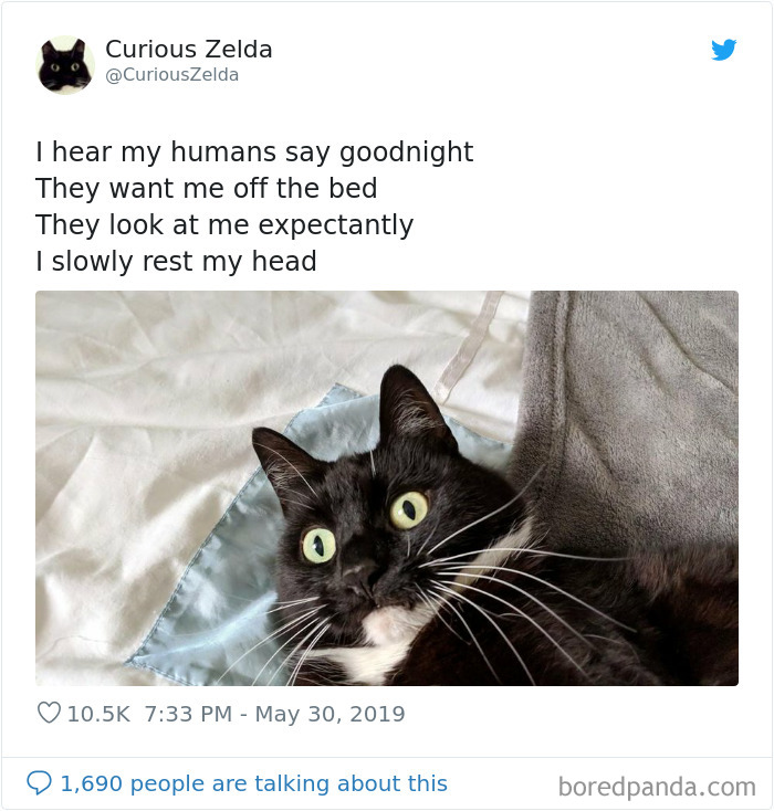 Funny-Cat-Tweets-Curious-Zelda