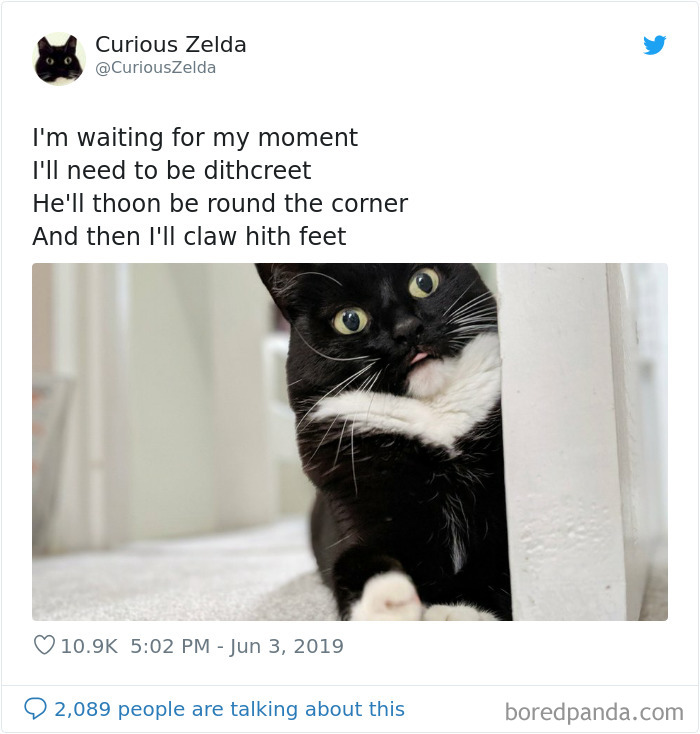 Funny-Cat-Tweets-Curious-Zelda