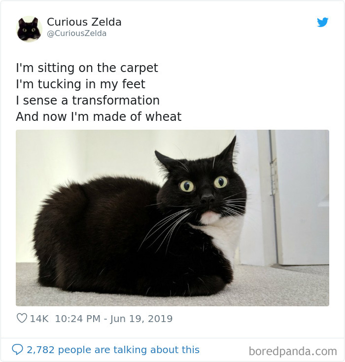 Funny-Cat-Tweets-Curious-Zelda