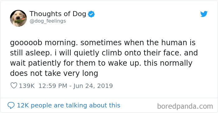 Dog Thoughts