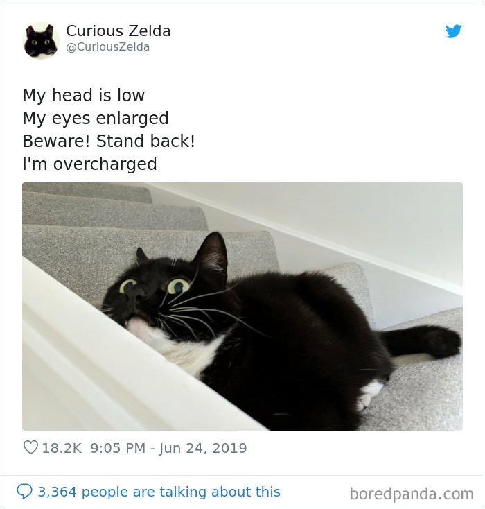 Funny-Cat-Tweets-Curious-Zelda
