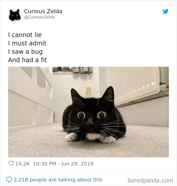 Funny-Cat-Tweets-Curious-Zelda
