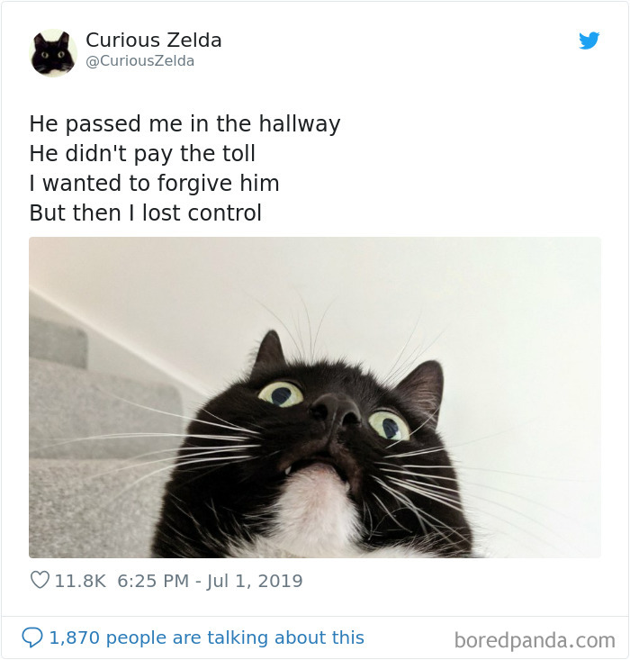 Funny-Cat-Tweets-Curious-Zelda