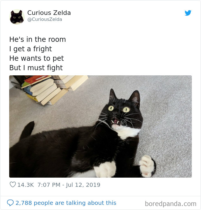Funny-Cat-Tweets-Curious-Zelda