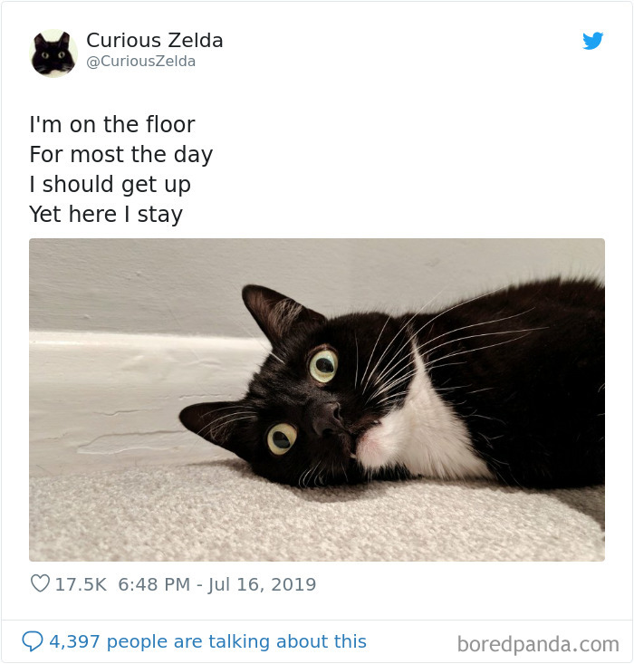 Funny-Cat-Tweets-Curious-Zelda