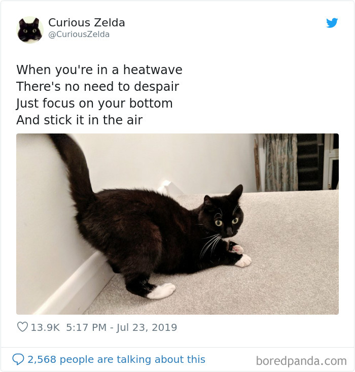 Funny-Cat-Tweets-Curious-Zelda