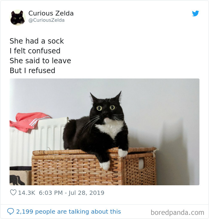 Funny-Cat-Tweets-Curious-Zelda