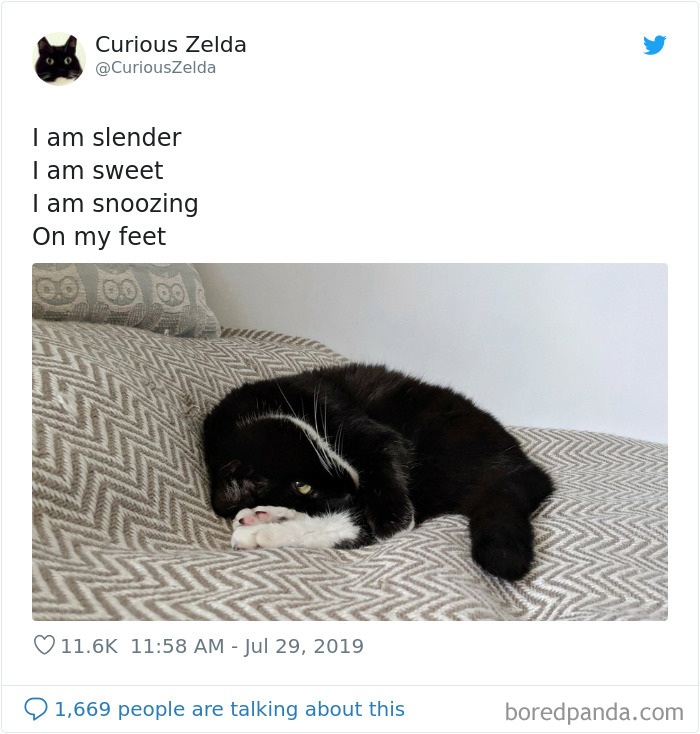 Funny-Cat-Tweets-Curious-Zelda
