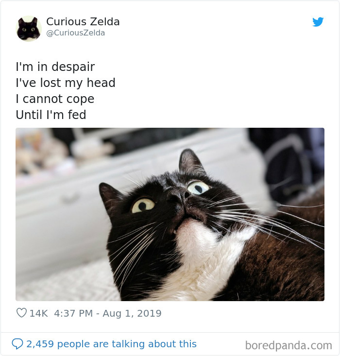 Funny-Cat-Tweets-Curious-Zelda