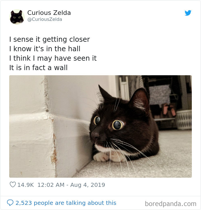 Funny-Cat-Tweets-Curious-Zelda