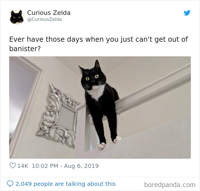 Funny-Cat-Tweets-Curious-Zelda