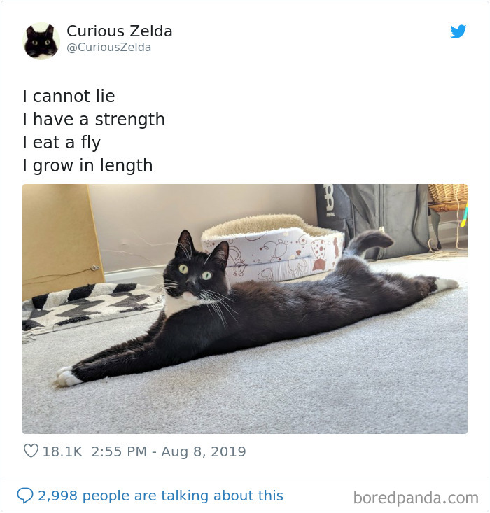 Funny-Cat-Tweets-Curious-Zelda