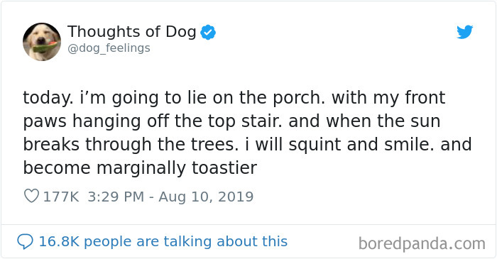 Dog Thoughts