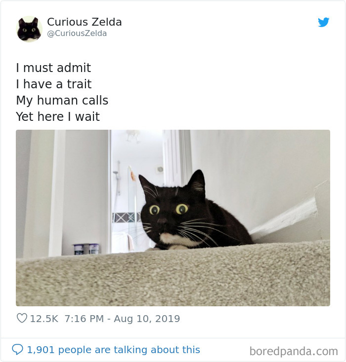 Funny-Cat-Tweets-Curious-Zelda