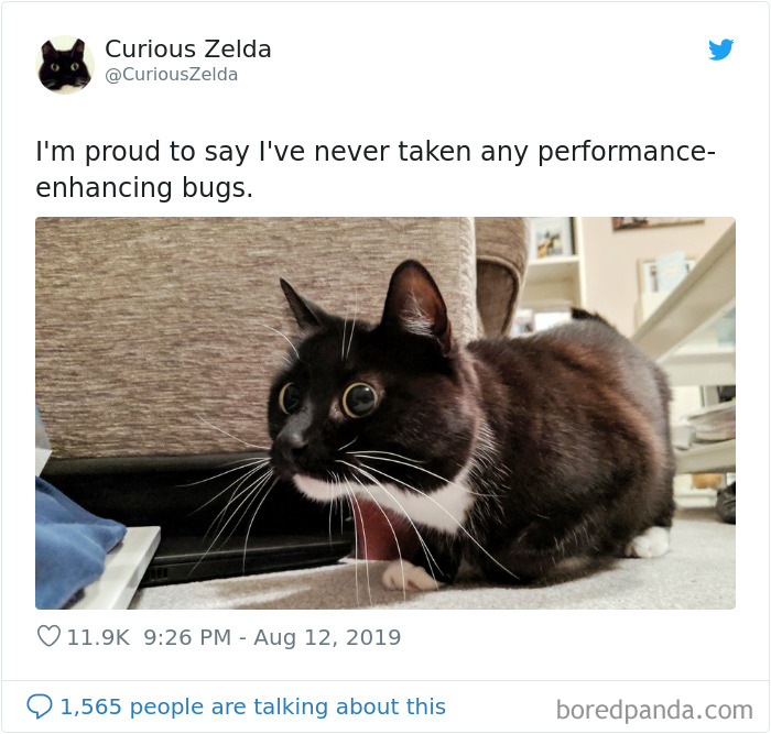 Funny-Cat-Tweets-Curious-Zelda