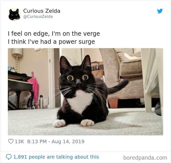 Funny-Cat-Tweets-Curious-Zelda