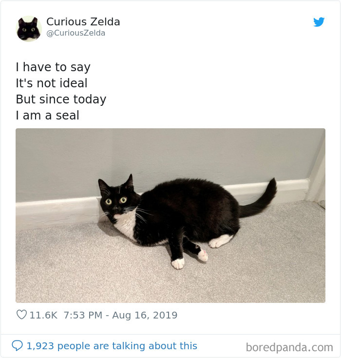 Funny-Cat-Tweets-Curious-Zelda