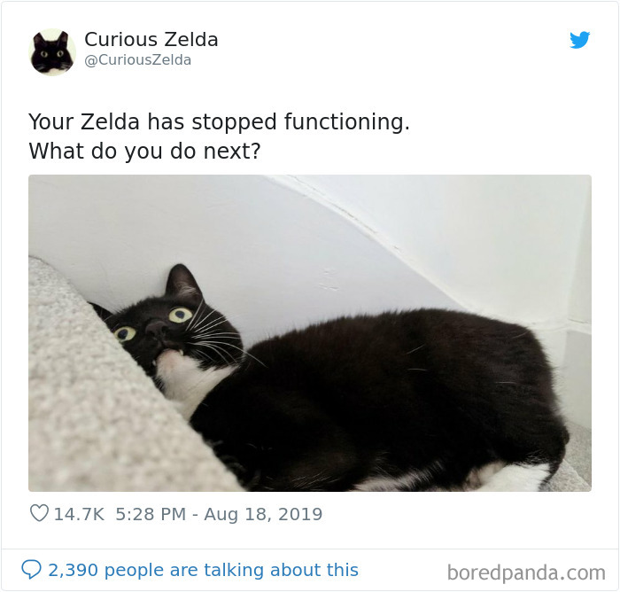 Funny-Cat-Tweets-Curious-Zelda