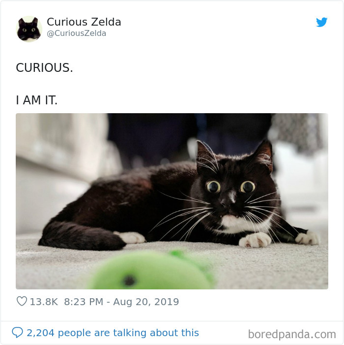 Funny-Cat-Tweets-Curious-Zelda