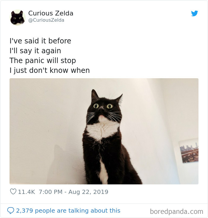 Funny-Cat-Tweets-Curious-Zelda
