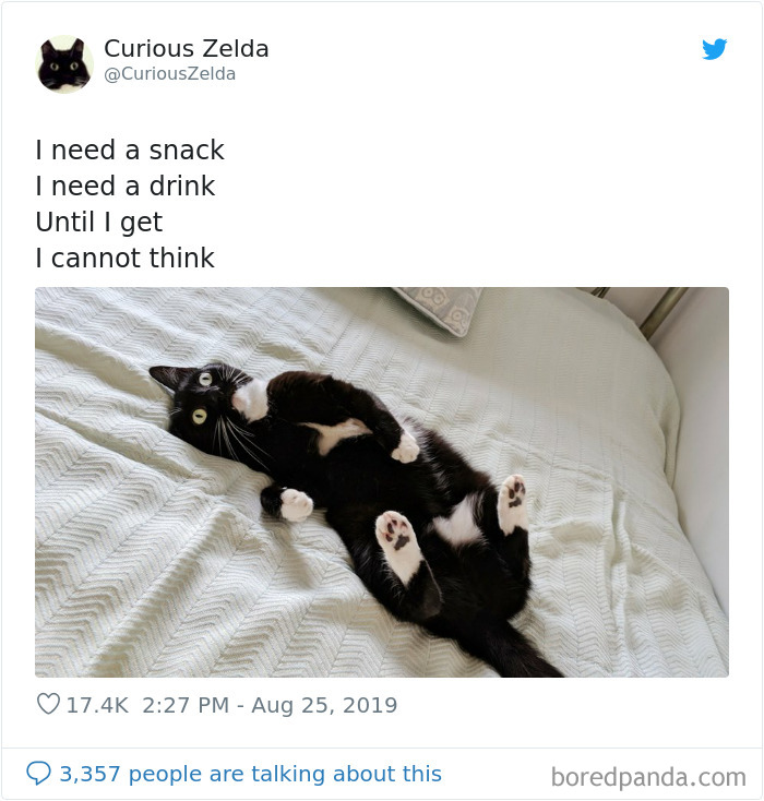 Funny-Cat-Tweets-Curious-Zelda