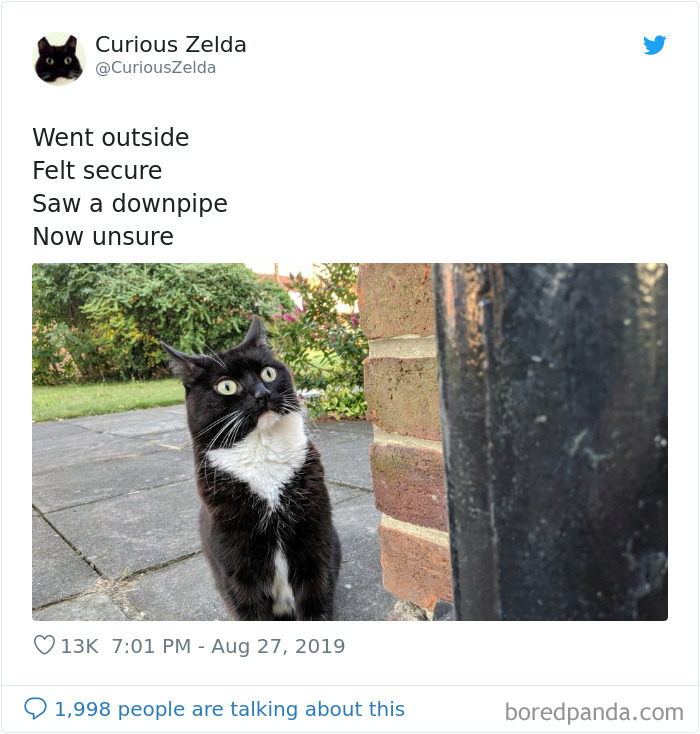 Funny-Cat-Tweets-Curious-Zelda