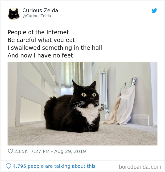 Funny-Cat-Tweets-Curious-Zelda