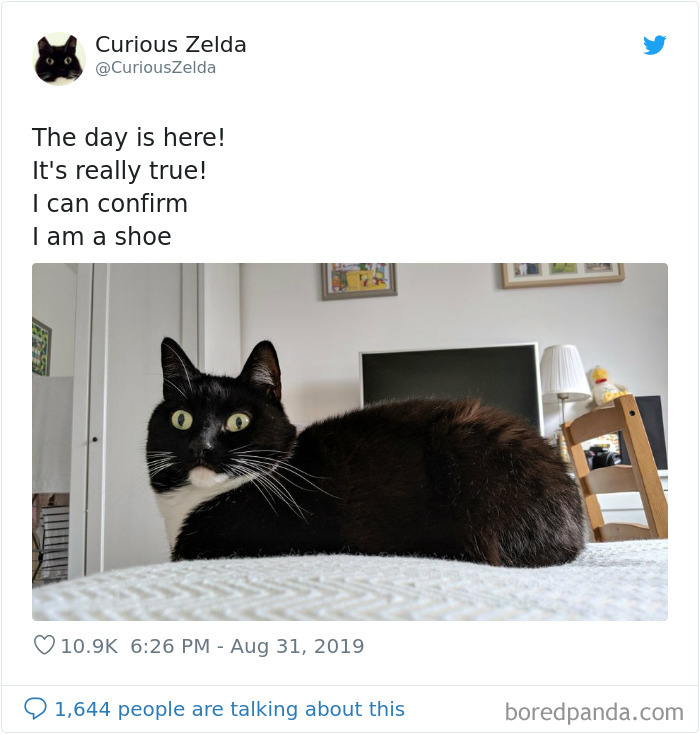 Funny-Cat-Tweets-Curious-Zelda