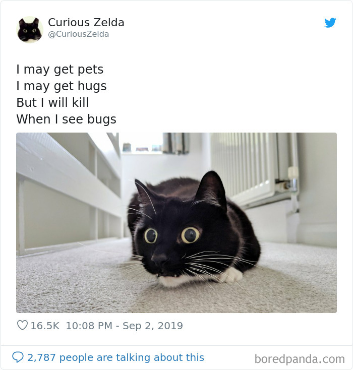 Funny-Cat-Tweets-Curious-Zelda