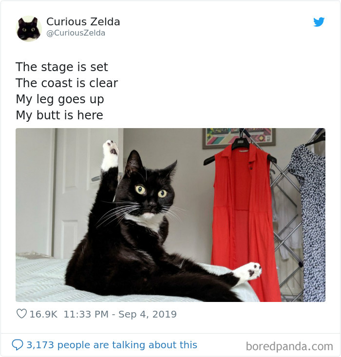 Funny-Cat-Tweets-Curious-Zelda