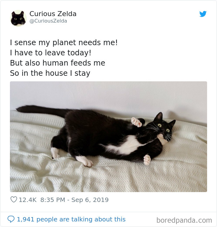 Funny-Cat-Tweets-Curious-Zelda