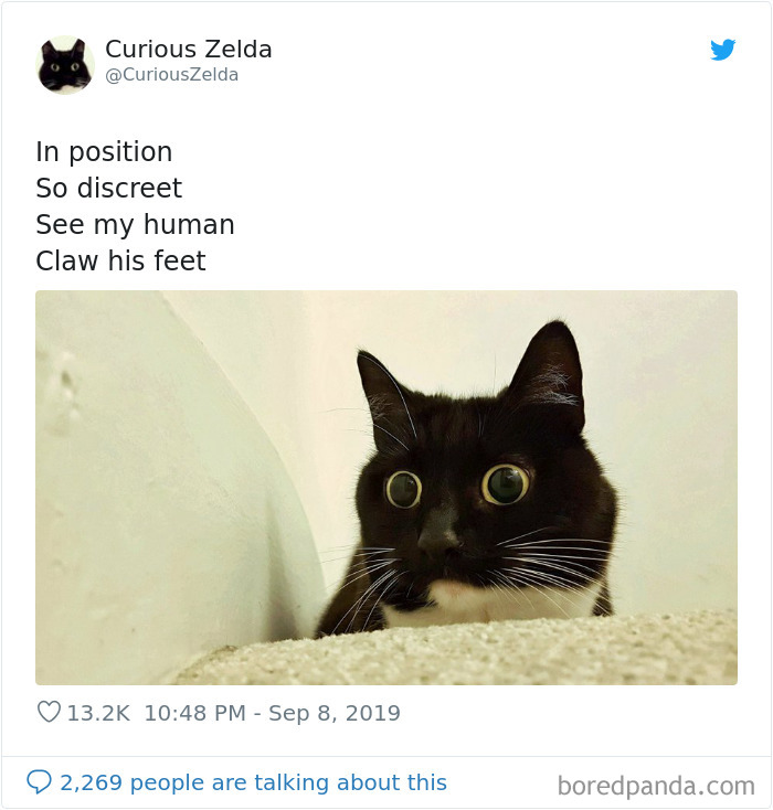 Funny-Cat-Tweets-Curious-Zelda