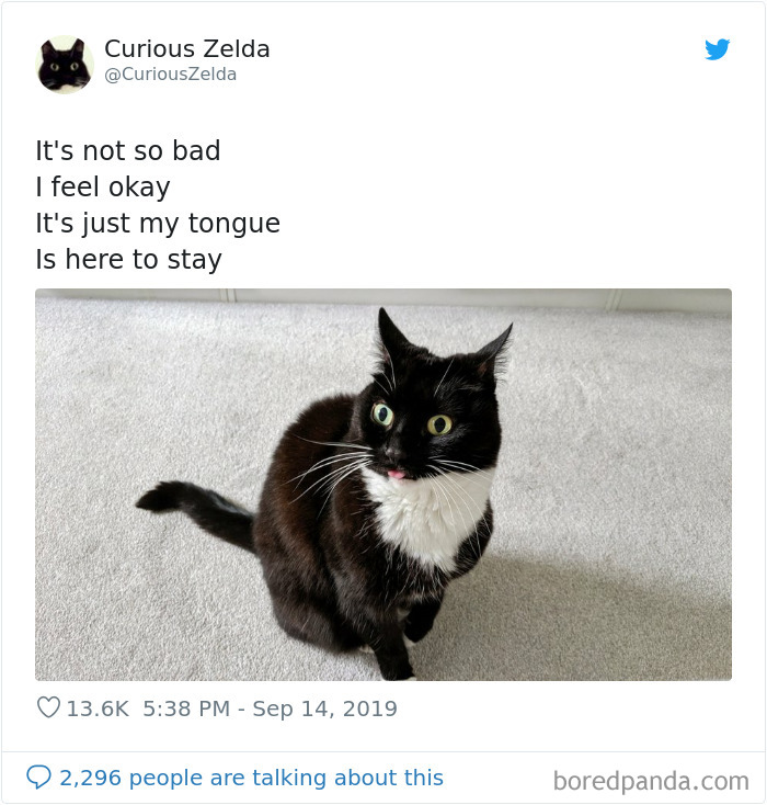 Funny-Cat-Tweets-Curious-Zelda