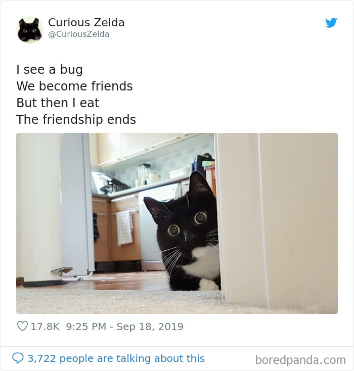 Funny-Cat-Tweets-Curious-Zelda